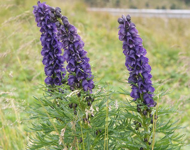 Aconitum-napellus 500 Aconitum-napellus 500