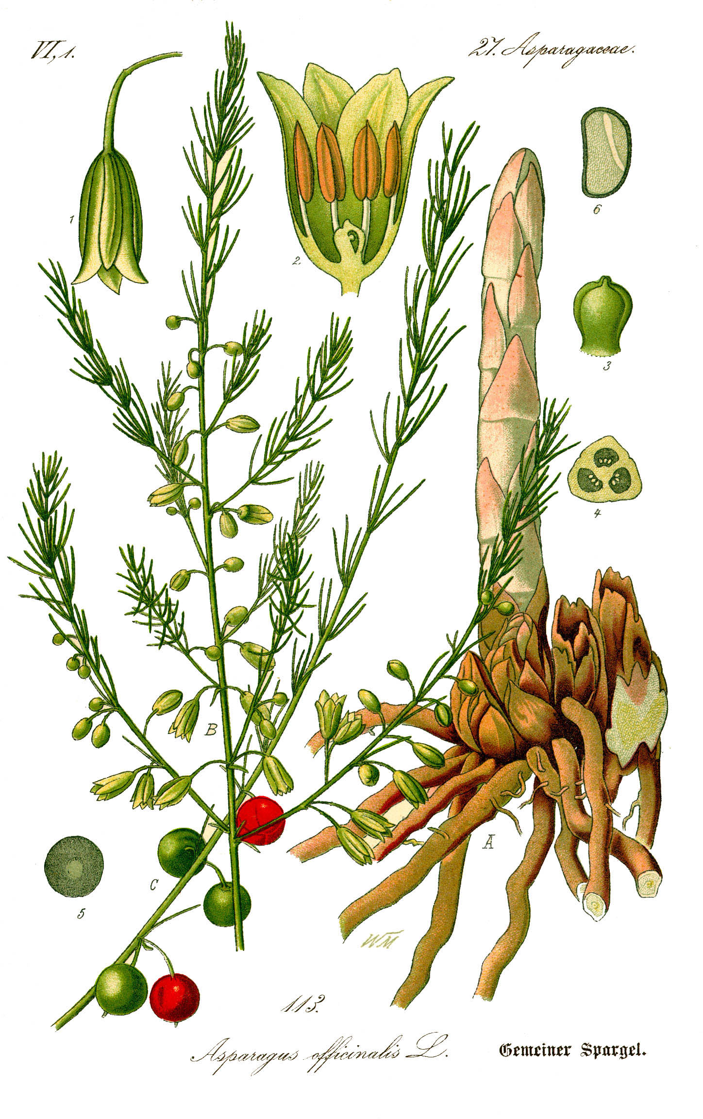 Asparagus officinalis Asparagus officinalis